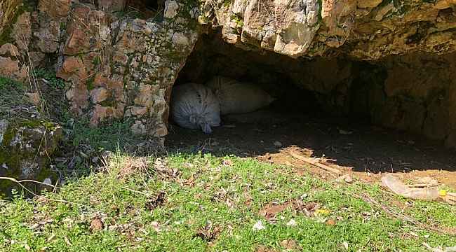 Diyarbakır’da 300 kg esrar ele geçirildi