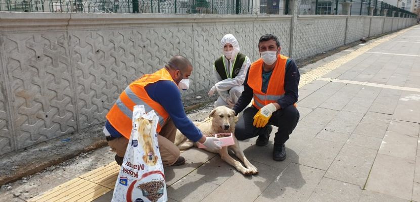 Diyarbakır’da sokak hayvanlarına yiyecek
