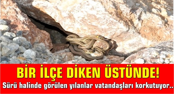 Sürü halinde görülen yılanlar vatandaşları korkutuyor..