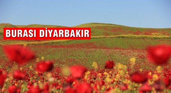 Diyarbakır’da gelincikler tarlaları kırmızı halı gibi kapladı.
