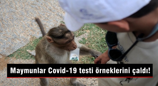 Maymunlar Covid-19 testi örneklerini çaldı!