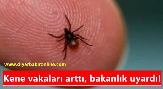 Kene vakaları arttı, bakanlık uyardı!