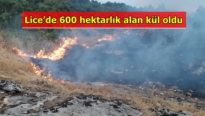 Lice’de Orman Yangını: 600 hektarlık alan kül oldu..