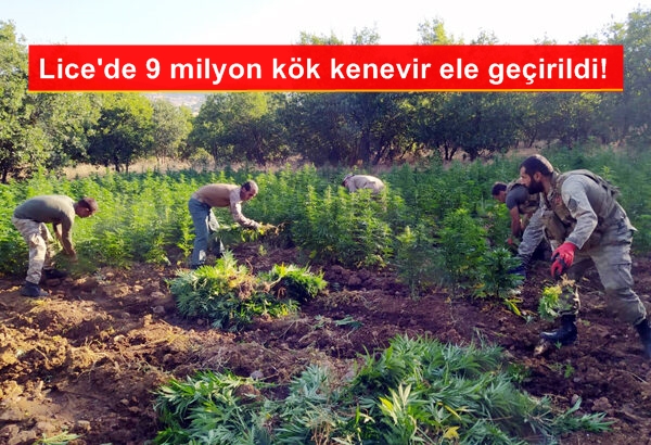 Lice’de 9 milyon kök kenevir ele geçirildi!