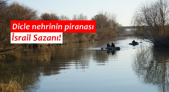 Dicle Nehri’nin Piranası: İsrail Sazanı