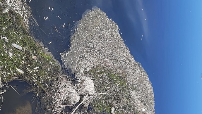 Dicle Nehri’nde toplu balık ölümleri!
