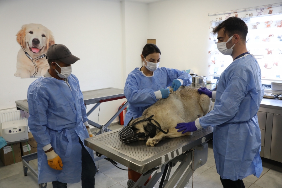 Diyarbakır’da uyuz tanısı konulan 50 köpek tedavi altına alındı