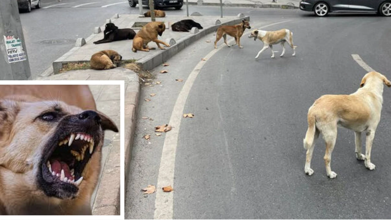 VİDEO- Diyarbakır Şilbe Mahallesi’nde Başıboş Köpek dehşeti