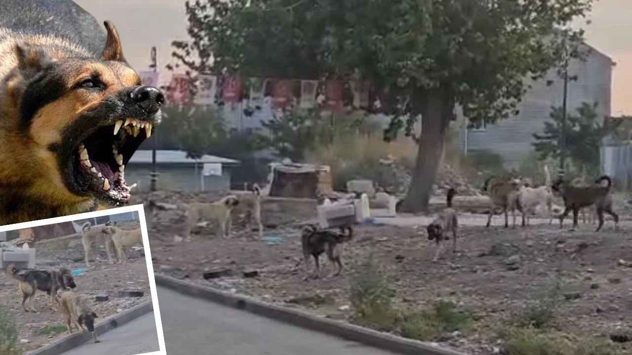 VİDEOLU- Diyarbakır Sur’da Köpek dehşeti!